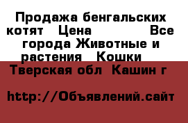 Продажа бенгальских котят › Цена ­ 20 000 - Все города Животные и растения » Кошки   . Тверская обл.,Кашин г.